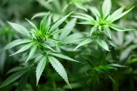 Marihuana legalizada